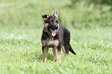 BERGER ALLEMAND 811
